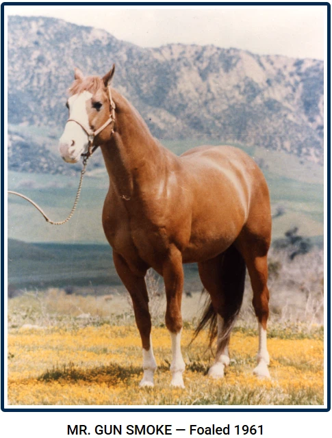Mr. Gun Smoke, foaled in 1961, standing in a meadow with mountains behind him.