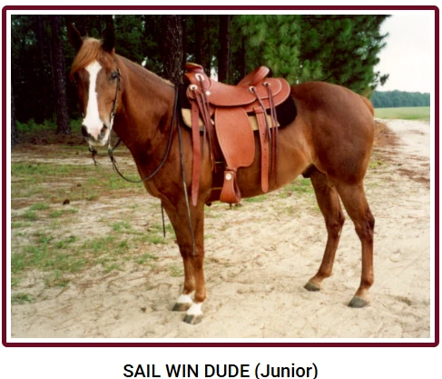 Sail Win Dude, also known as Junior, saddled beside a fence.